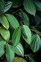 Agriculture;-Comoros-Archipelago;-France;-Indian-Ocean;-Kaleidos;-Kaleidos-images;-La-parole-à-limage;-Laurent-Abad;-Leaves;-Mayotte;-Pepper;-Pepper-plant;-Spice;-Stories-Pictures;-Vegetation